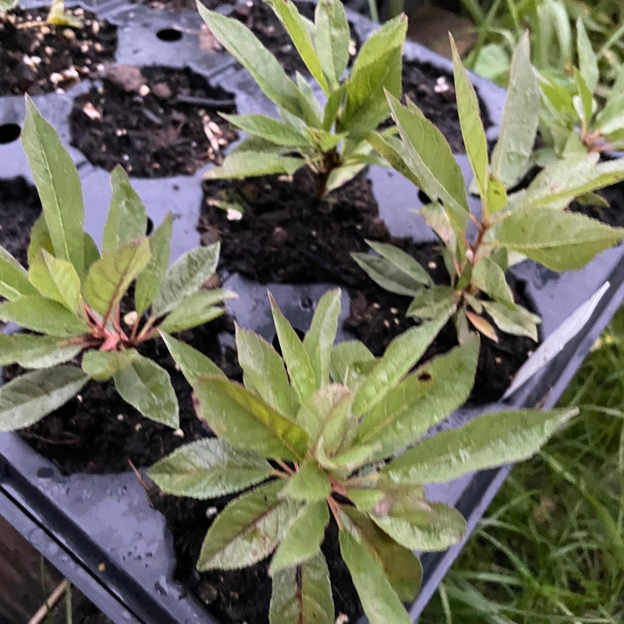 Numis Album For Canadian Banknotes 1954 Devil Face – Kingdom of the Titans