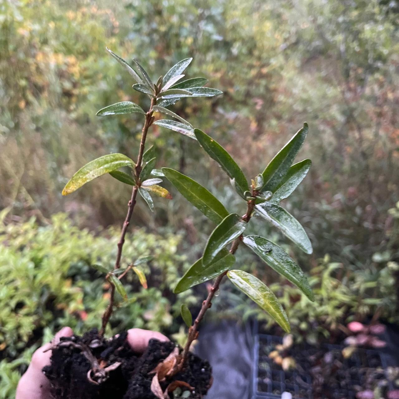 Sea Buckthorn Sinensis Seedlings (Hippophae sinensi × rhamnoides) – Oak ...